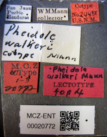 Media type: image;   Entomology 20772 Aspect: labels